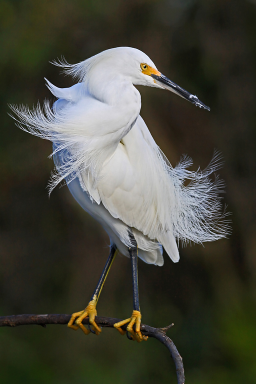 Twisting Snowy Egret   P O'Malley